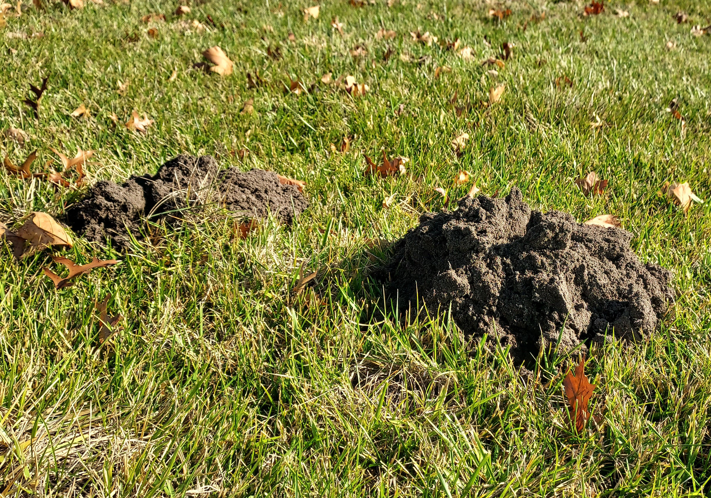 Two small mounds of soil in a yard caused by star-nosed moles.